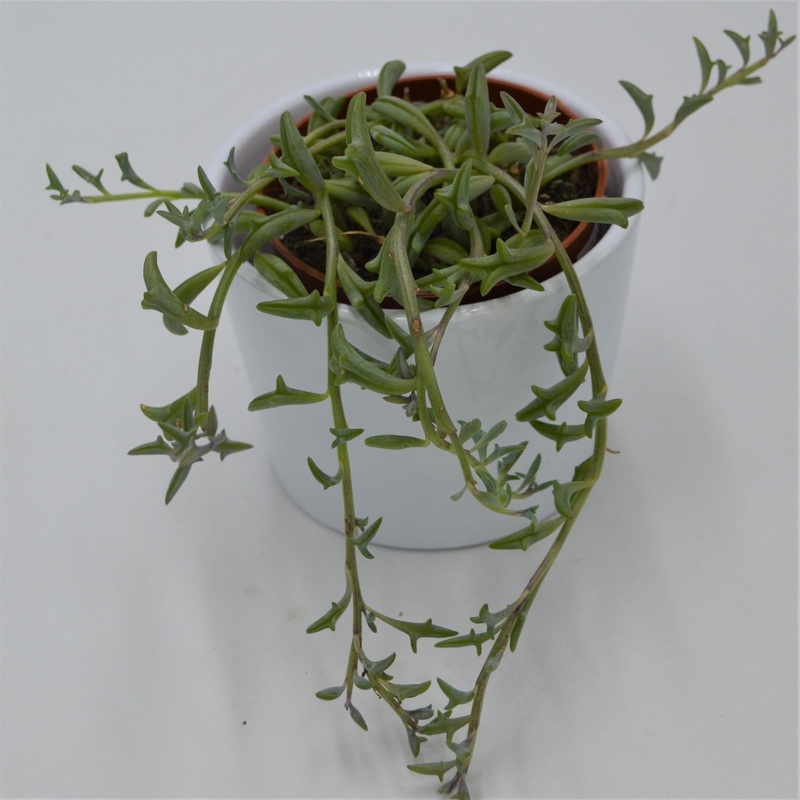 Senecio peregrinus – 8.5cm