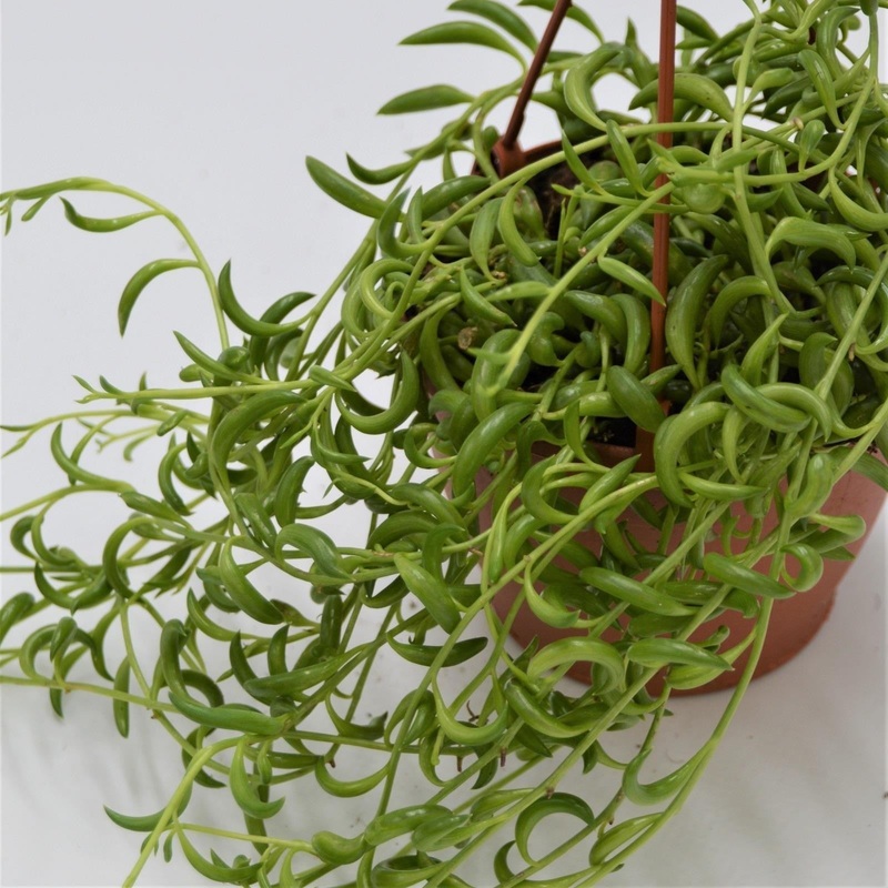 Senecio radicans – 12cm Hanging Basket
