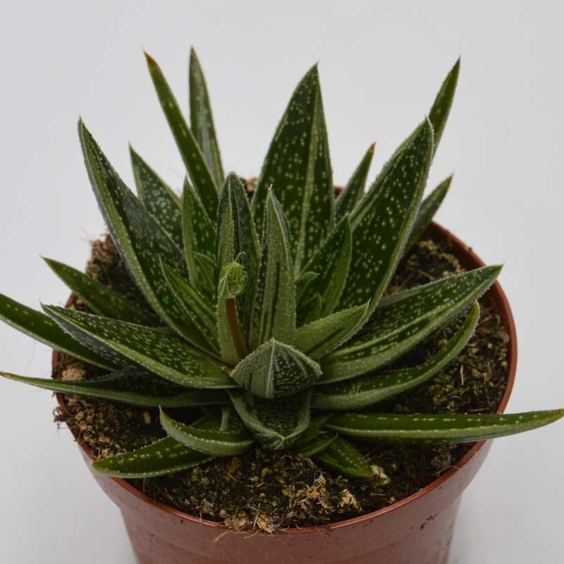 x Gasteraloe Doreen – 12cm