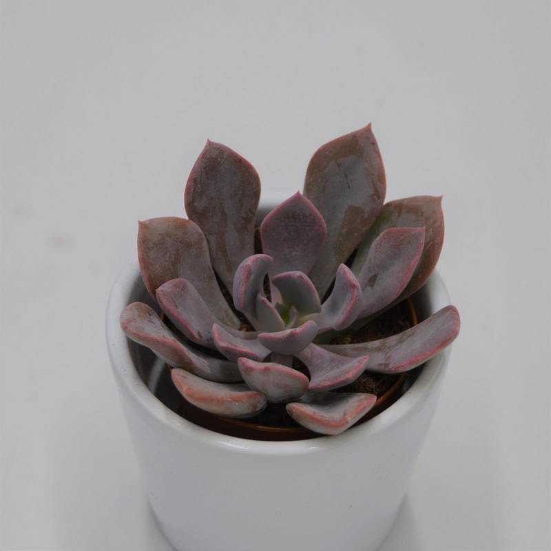 x Graptoveria Debbie – 5.5cm