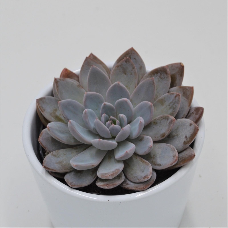 x Graptoveria Lulu – 9cm