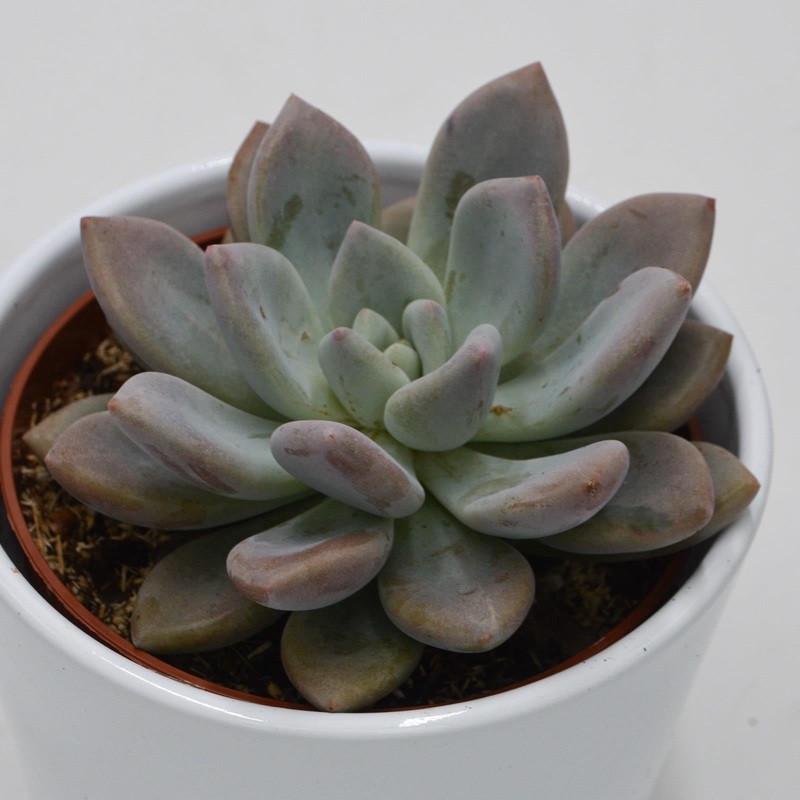 x Graptoveria Opalina – 10.5cm