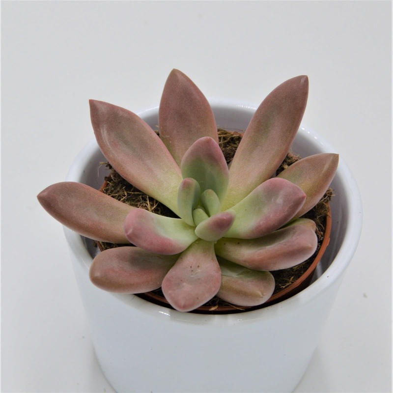 x Graptoveria Pink Donna – 8.5cm