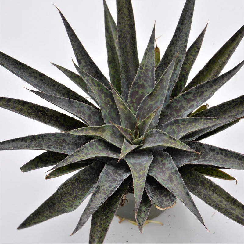 x Mangave Moonglow – 13cm