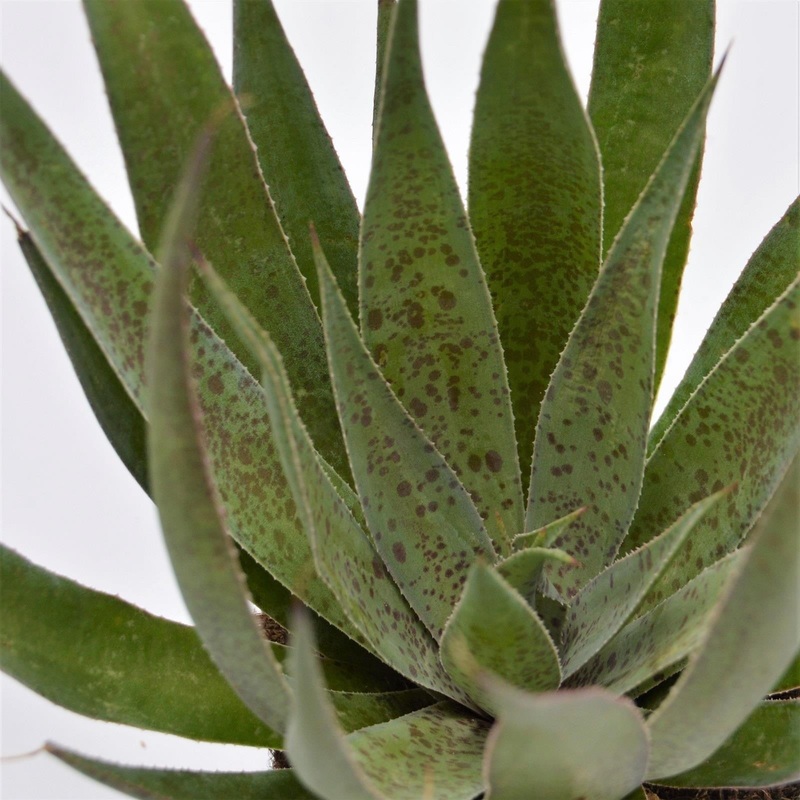 x Mangave Shy Pineapple – 13cm