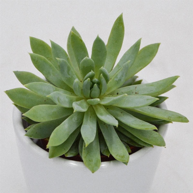 x Sedeveria Fanfare – 5.5cm