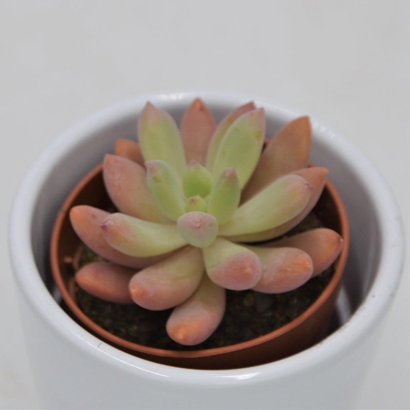 x Sedeveria Viola – 5.5cm