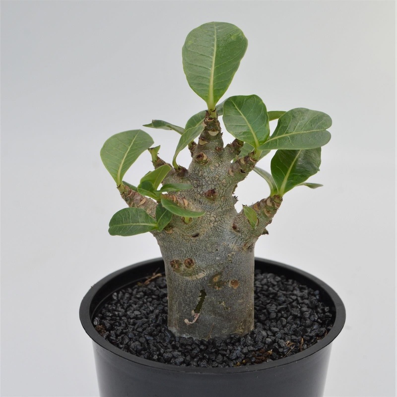 Adenium obesum Baobab – 12cm