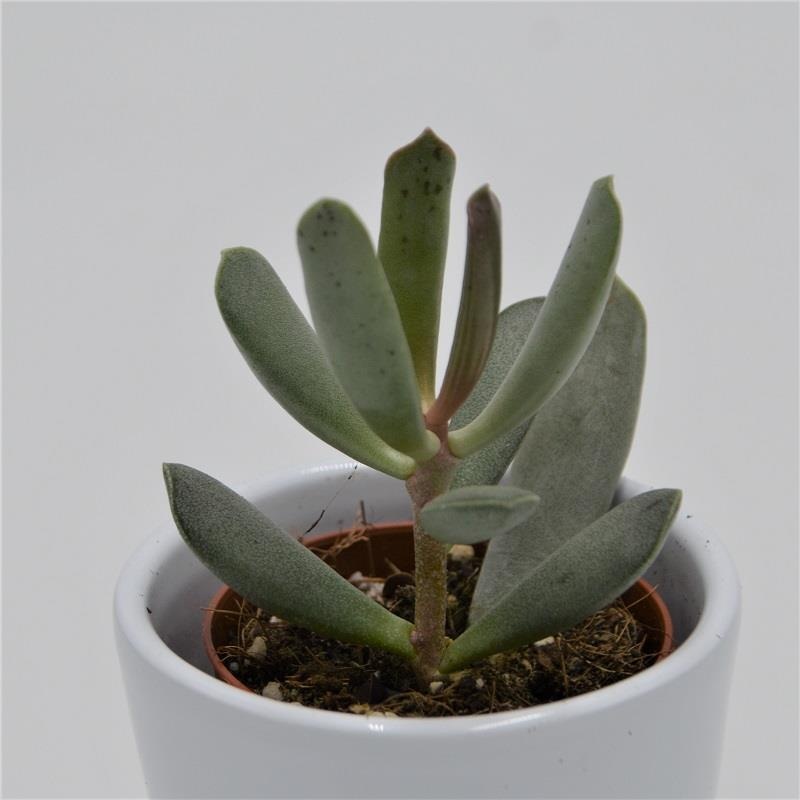 Adromischus filicaulis – 5.5cm