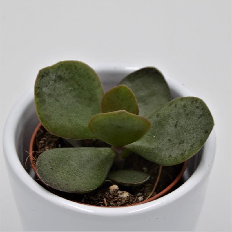 Adromischus rupicola – 5.5cm