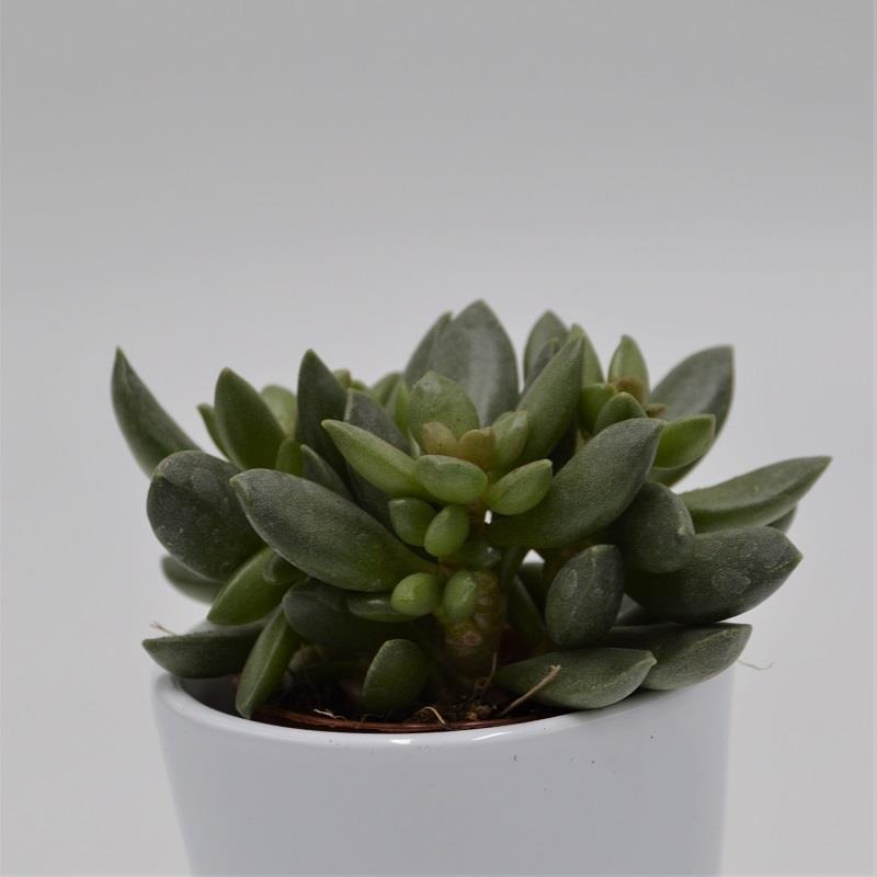 Adromischus schuldtianus subsp. juttae – 5.5cm