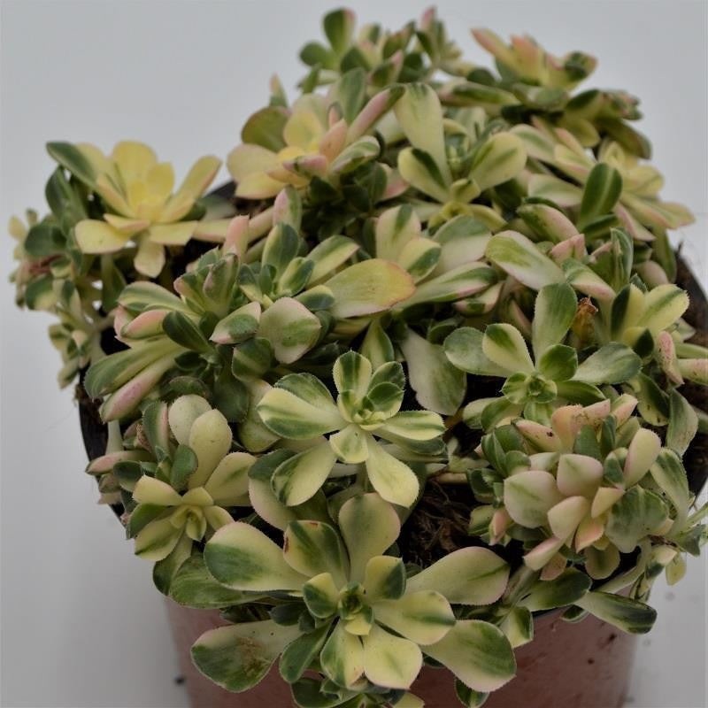Aeonium domesticum f. variegata – 13cm