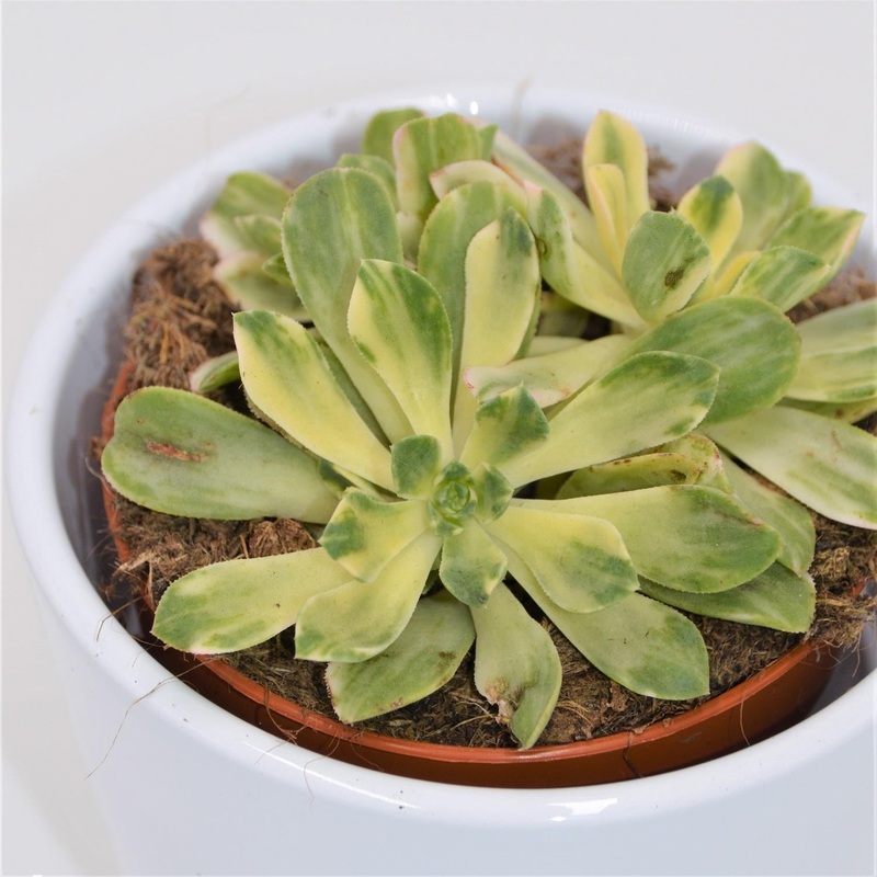 Aeonium domesticum f. variegata – 8.5cm
