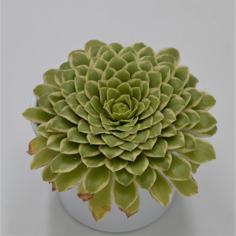 Aeonium Emerald Ice – 10.5cm