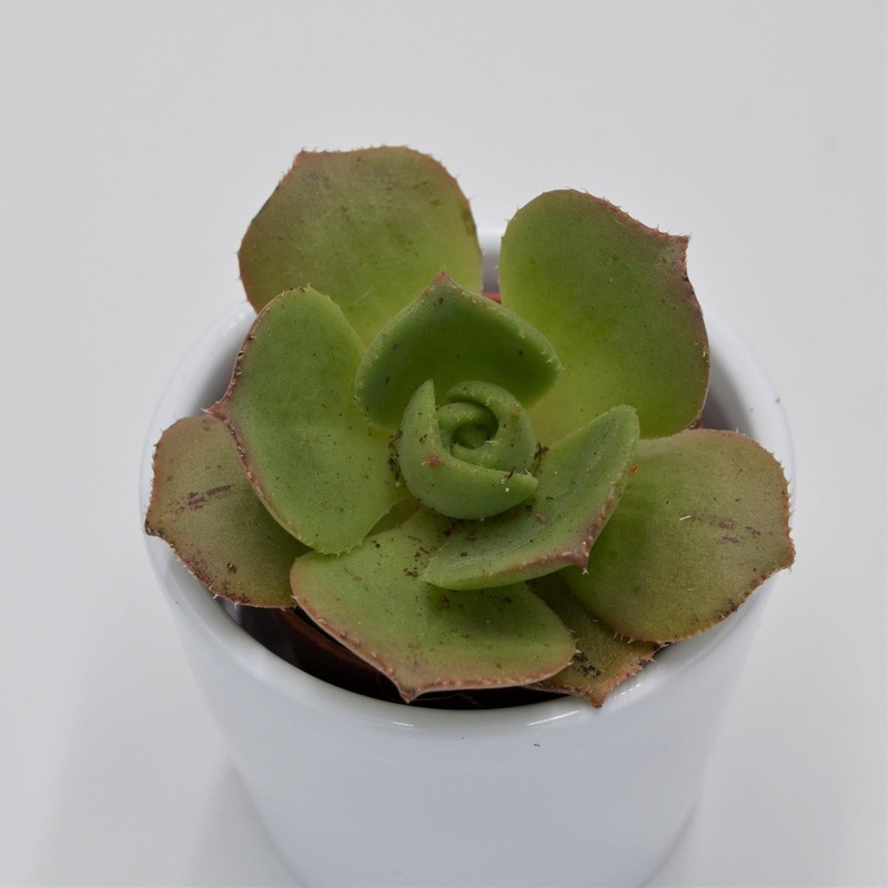 Aeonium leucoblepharum ssp. – 5.5cm