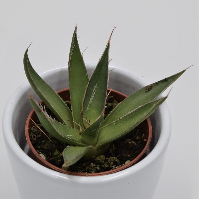 Agave filifera – 5.5cm