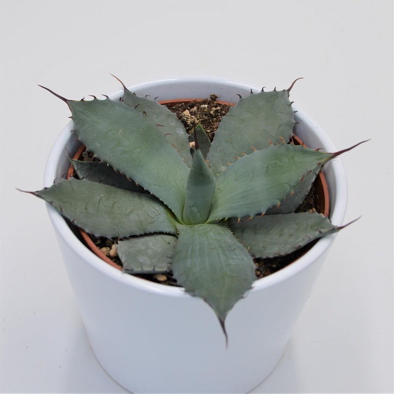 Agave parryi – 12cm