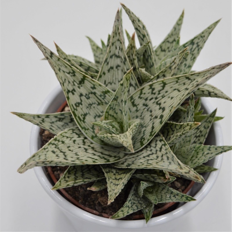 Aloe Doran Black – 10.5cm