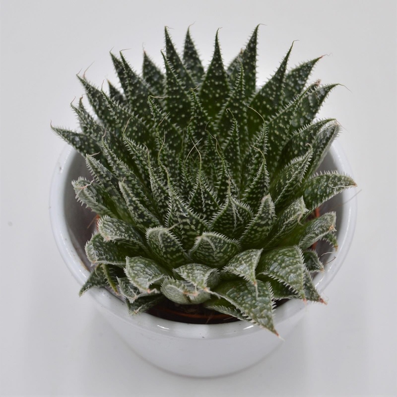 Aloe Magic – 8.5cm
