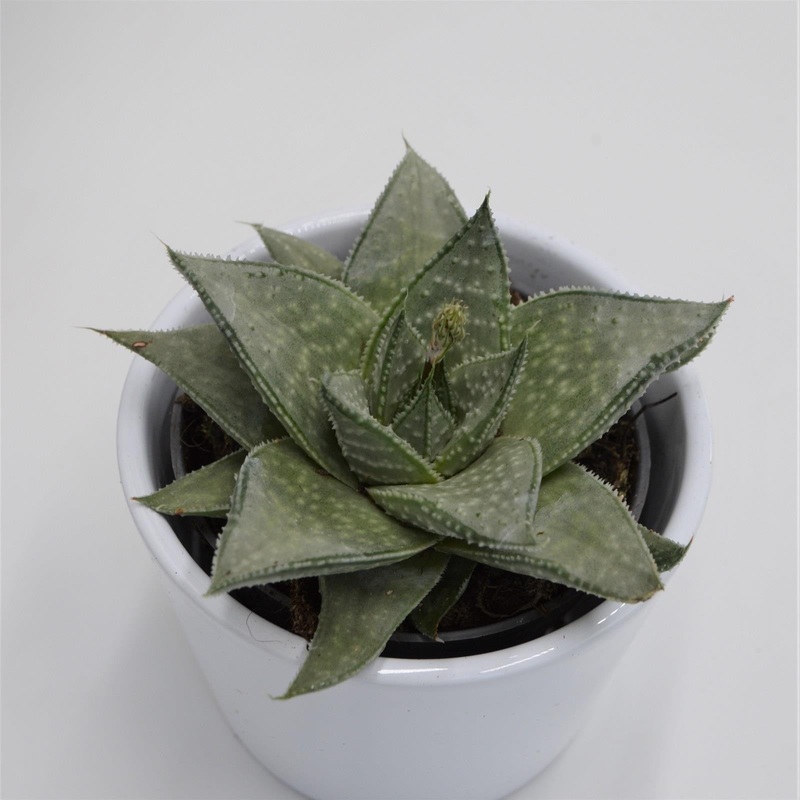 Aloe Wonder – 8.5cm