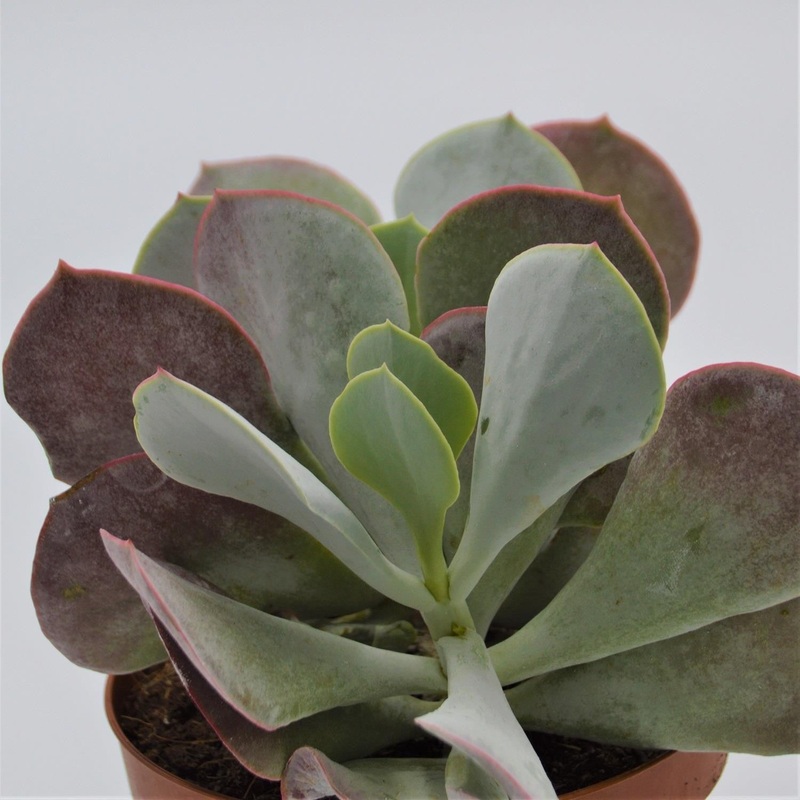 Cotyledon orbiculata – 13cm