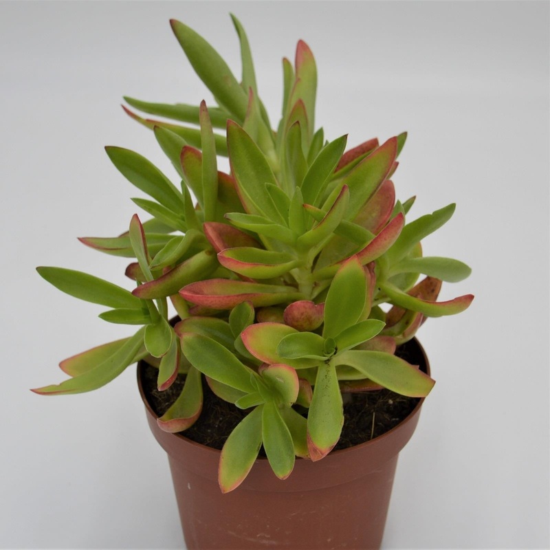 Crassula capitella Campfire – 13cm
