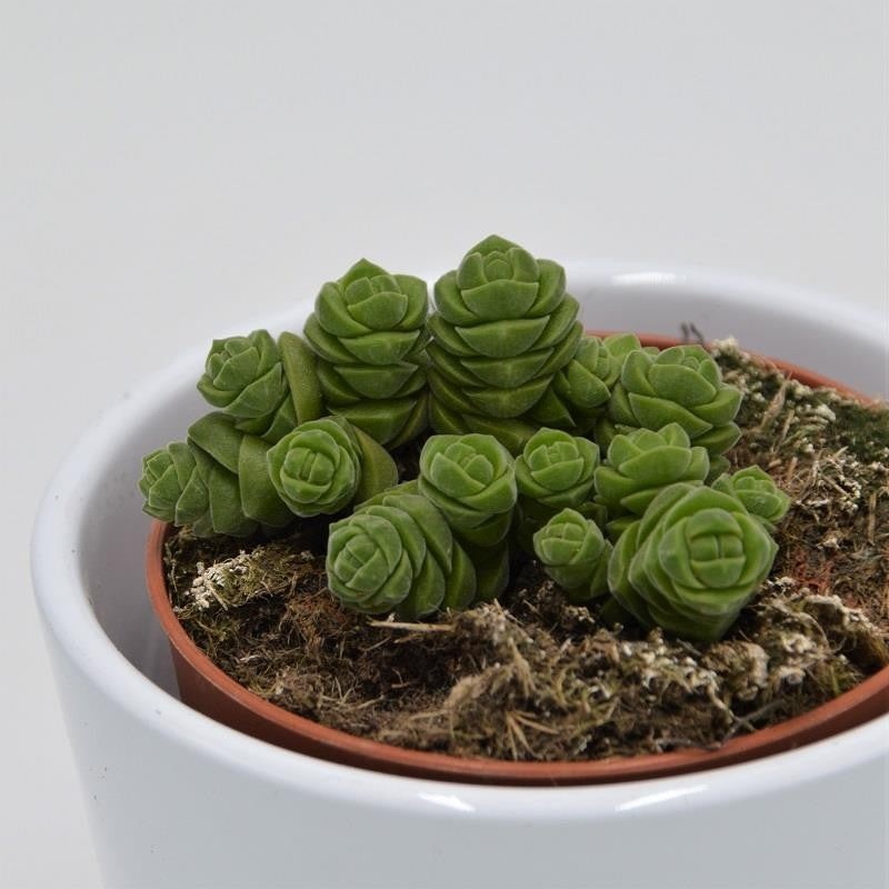 Crassula columella – 8.5cm