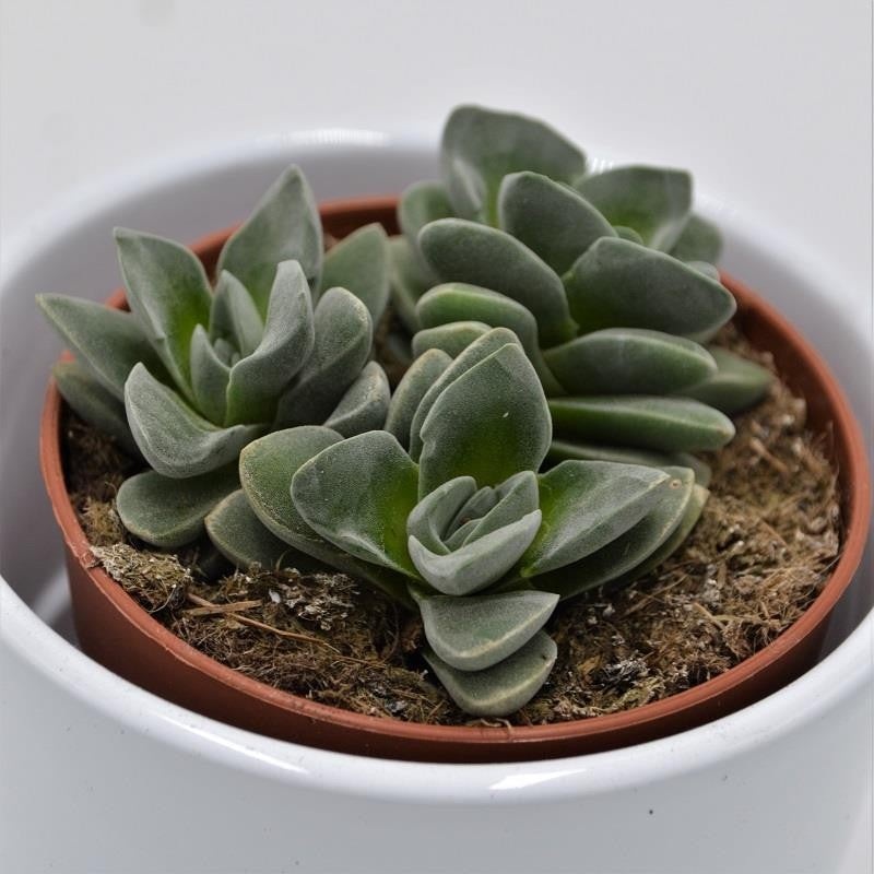 Crassula Coralita – 8.5cm