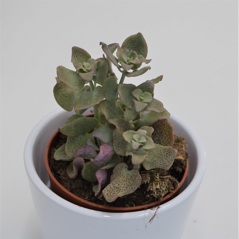 Crassula cordata – 8.5cm