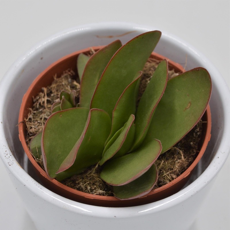 Crassula cotyledonis Verde – 8.5cm