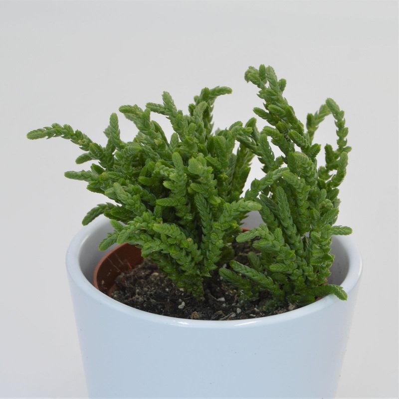 Crassula lycopodioides – 8.5cm