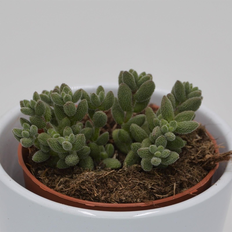 Crassula mesembryanthemoides subsp. hispida – 8.5cm