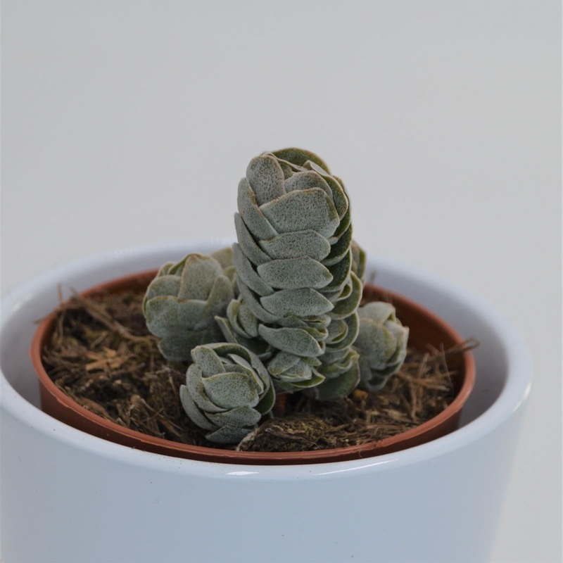 Crassula Pangolin – 8.5cm