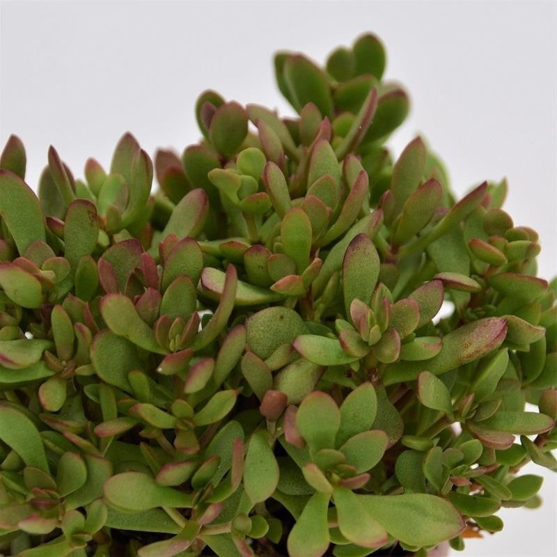 Crassula radicans – 8.5cm