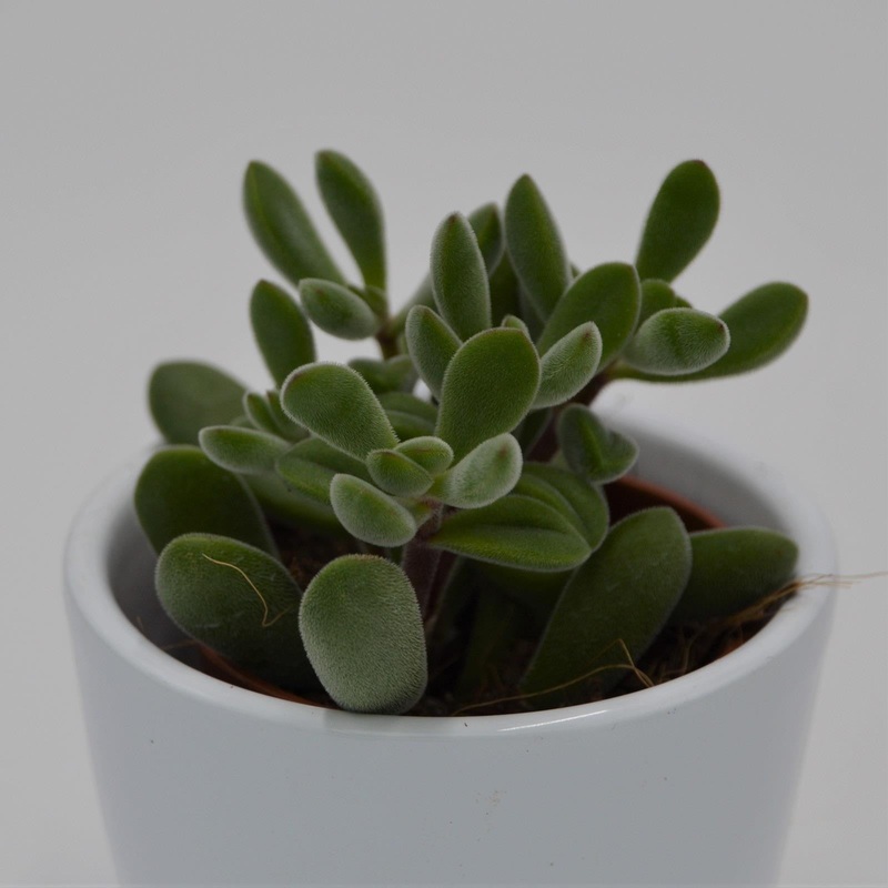 Crassula rogersii – 5.5cm