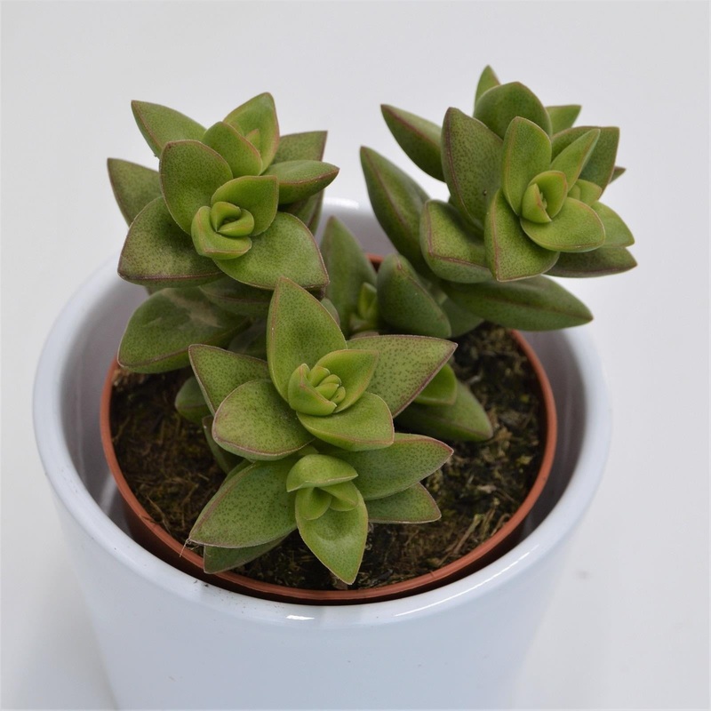 Crassula Sakuraboshi – 8.5cm