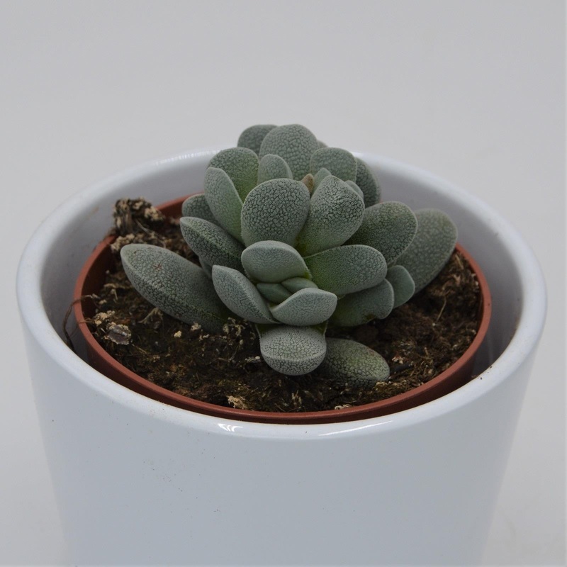Crassula tecta – 8.5cm