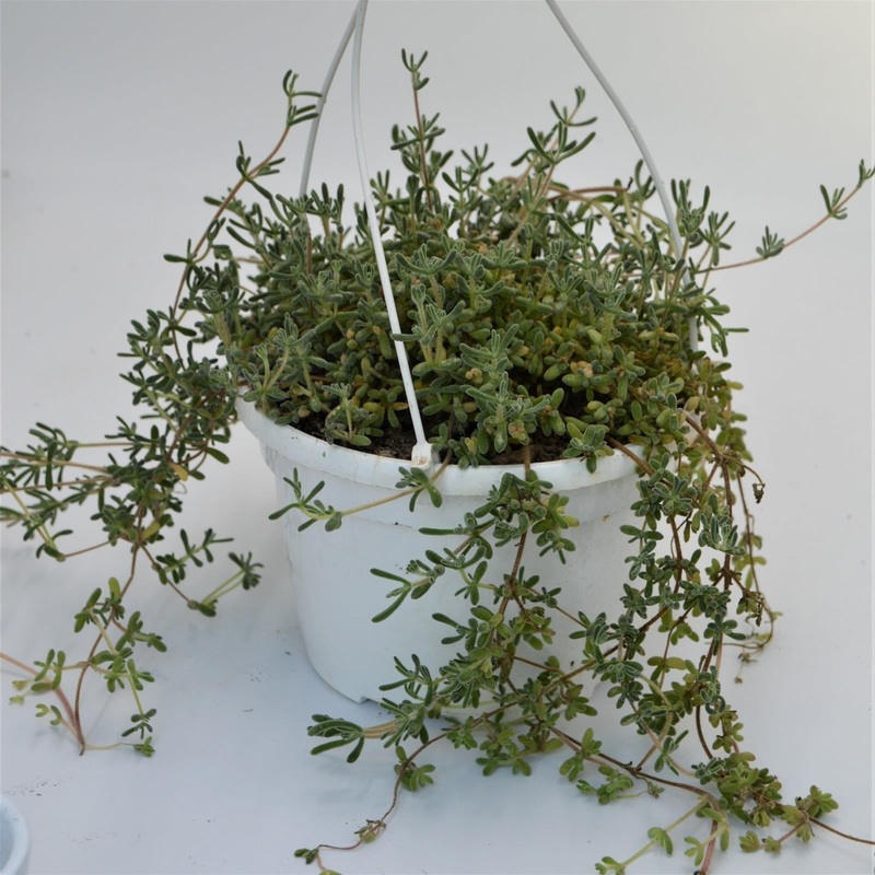 Delosperma mesembryanthemum – 12cm Hanging Basket