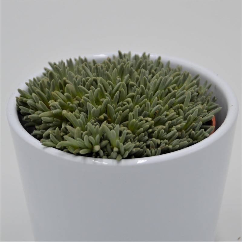 Delosperma sphalmantoides – 8.5cm