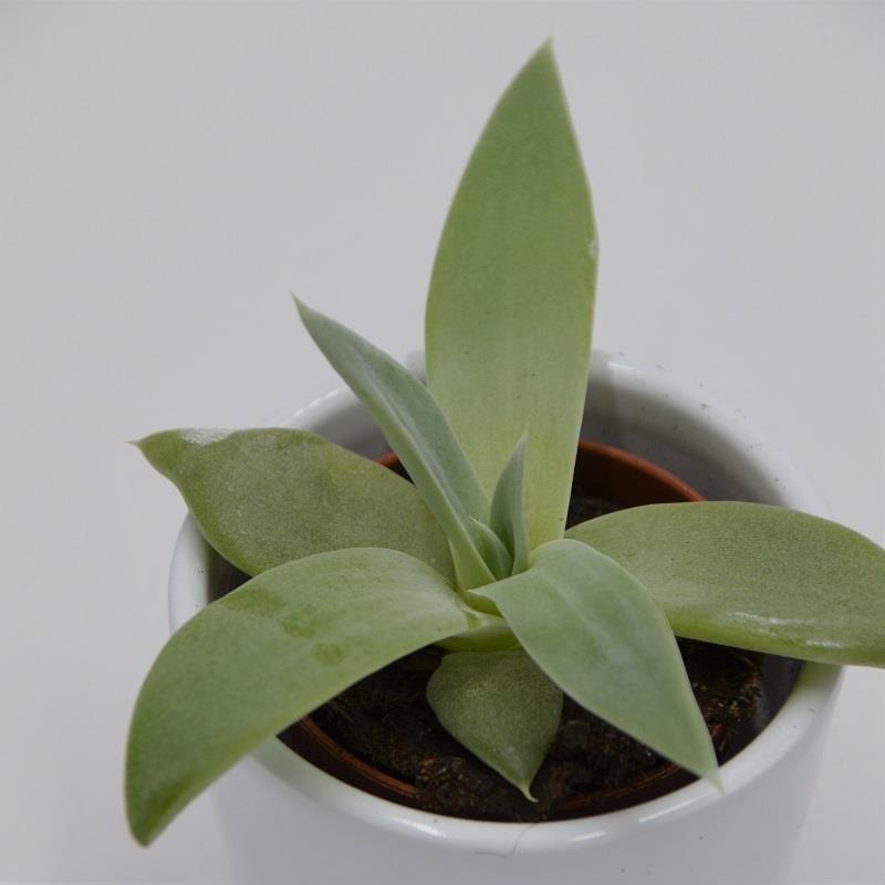 Dudleya brittonii – 5.5cm