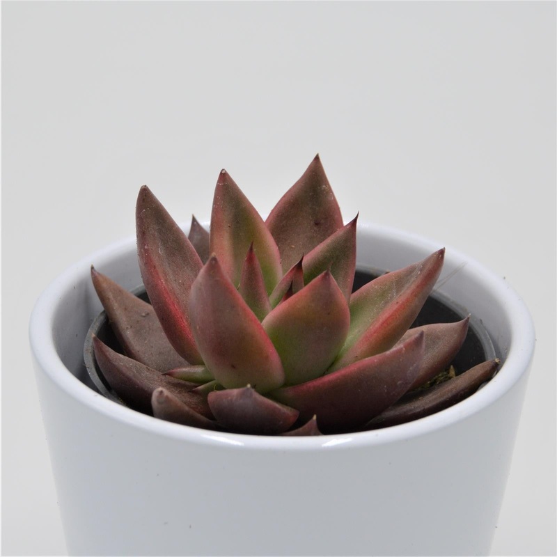 Echeveria agavoides Mars – 8.5cm