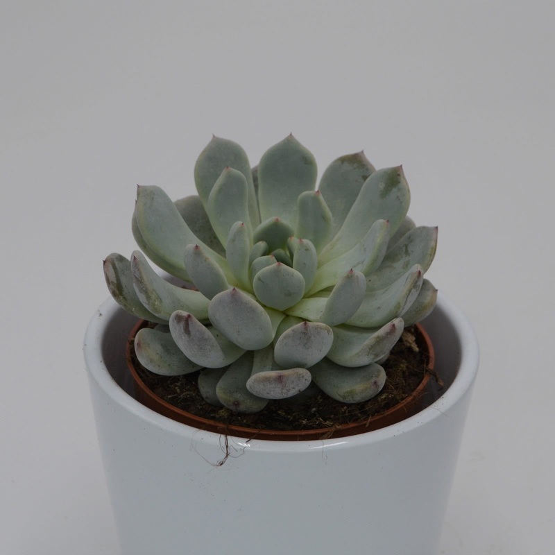 Echeveria Baena – 8.5cm