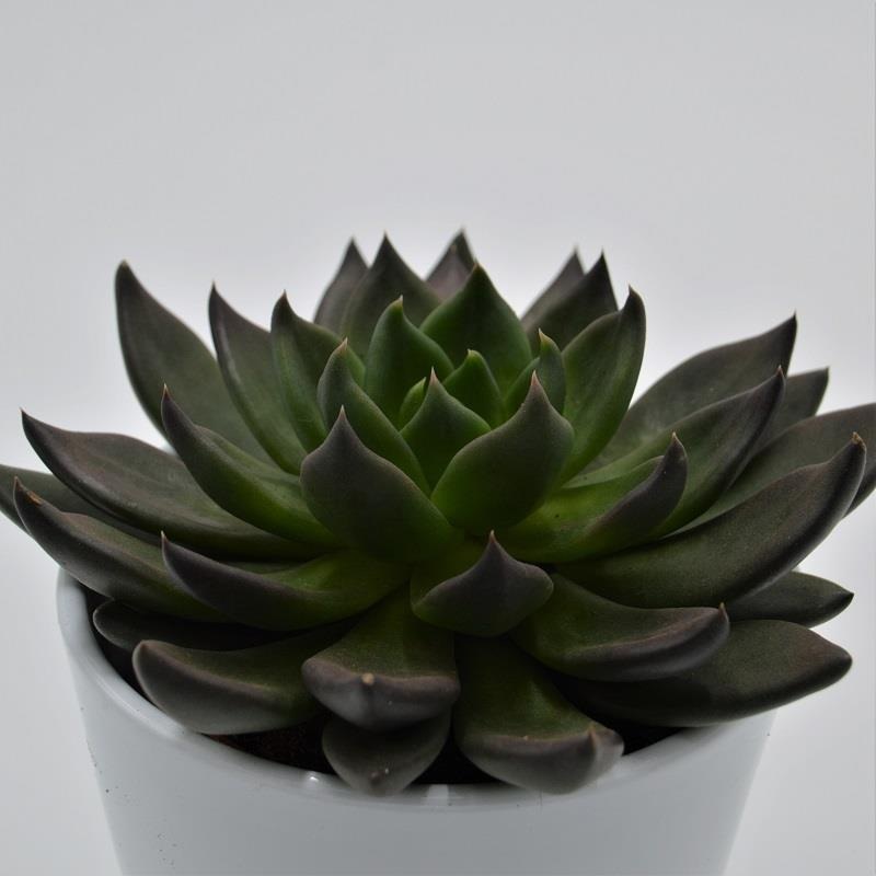 Echeveria Black Knight – 10.5cm
