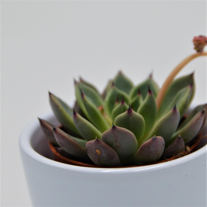 Echeveria Black Tip – 5.5cm