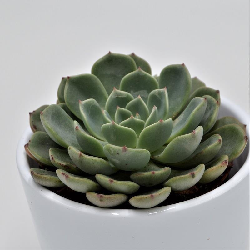 Echeveria Blue Minima – 8.5cm