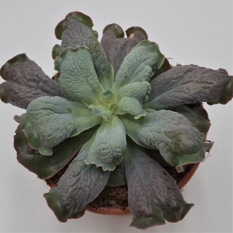 Echeveria Cameo – 17cm