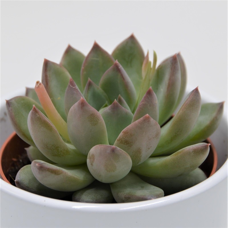 Echeveria colorata Hybrid – 8.5cm