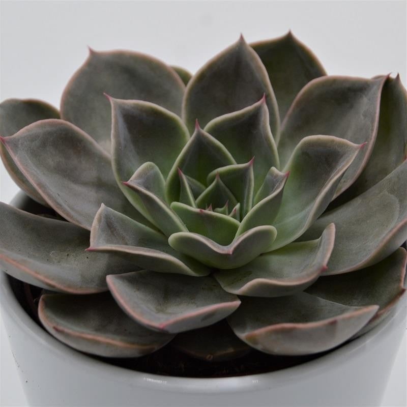 Echeveria Costa – 10.5cm