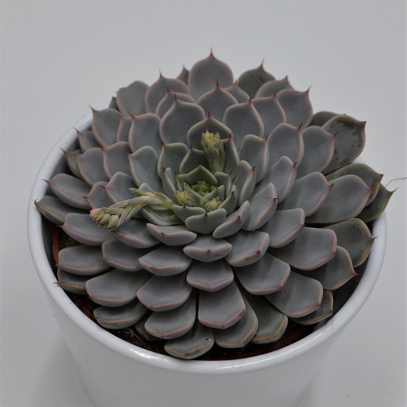 Echeveria cuspidata var. zaragoza Pink – 10.5cm