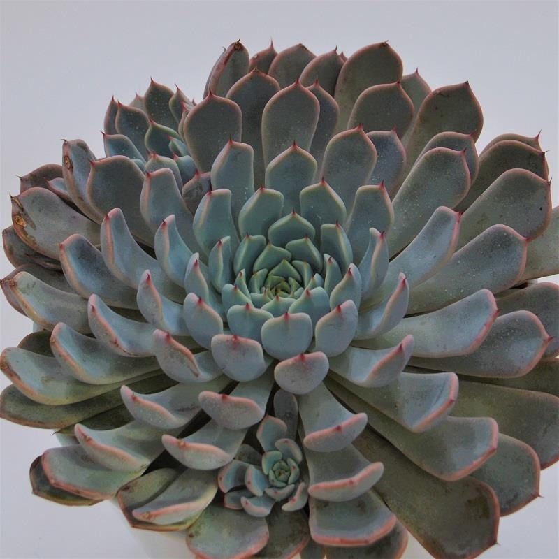 Echeveria cuspidata var. zaragoza Pink – 15cm